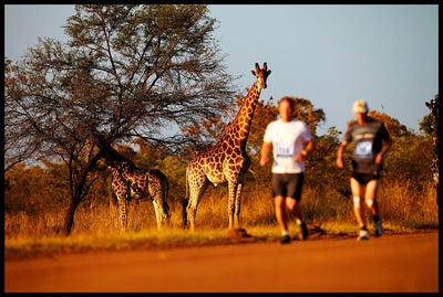 Running free at the savannah, a journey back in time